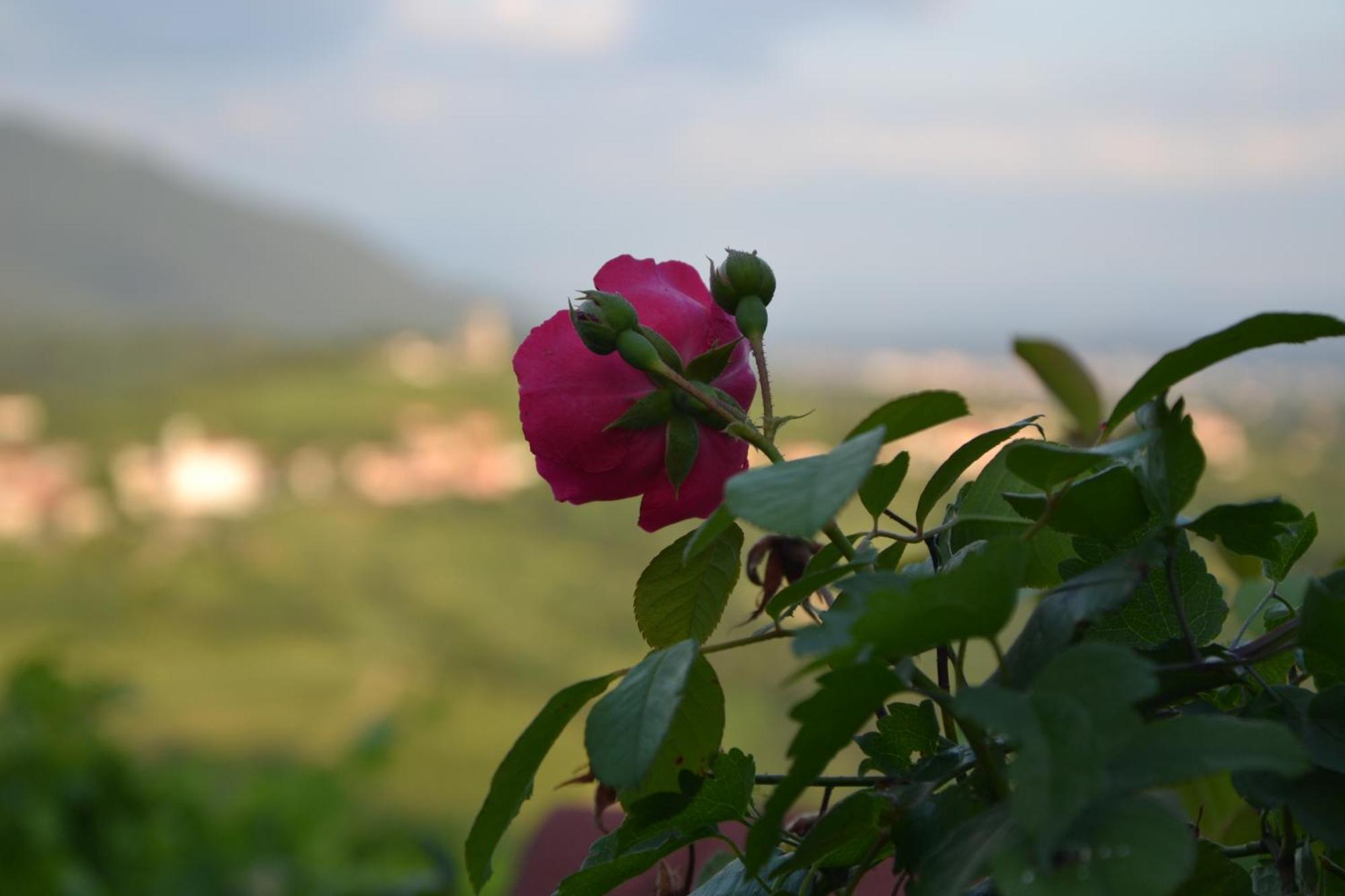 Pri Marjotu Hotel Kojsko Bagian luar foto
